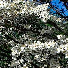Check spelling or type a new query. Laubbaum Baum White Flowering Dogwood Trees Greenwood
