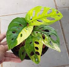 Monstera Adansonii Aurea Variegation
