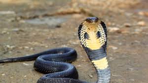 Black necked spitting cobra facts. Cobra San Diego Zoo Animals Plants