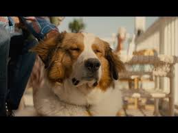 My husband and i went to a 4 pm weekday show as we needed to kill a few hours before meeting our daughter. A Dog S Journey 2019 About The Movie Amblin
