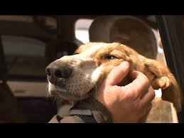 mongolskaya borzaya planeta sobak moya planeta sobaki borzaya porody sobak