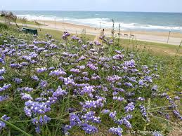 Image result for Limonium sinuatum
