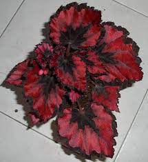 Begonia Rex Harmony S Red Robin This Would Make An Awesome Addition To A Gothic Valentine Arrangement Begonia Beautiful Flowers House Plants