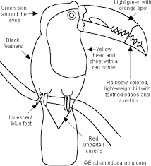 Keel billed toucan coloring page. Keel Billed Toucan Printout Enchantedlearning Com Toucan Art Keel Billed Toucan Toucans