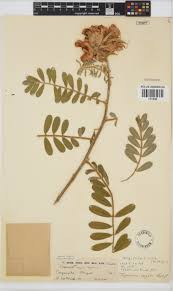 Image result for Tephrosia vogelii