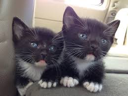It's just a label people use when an animal looks different than the norm. Black And White Cat Vs Dog Cat Noises Cute Animals