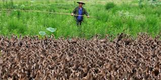 Pun demikian dengan pembuatan rumah 7 lantai seorang diri oleh. Diduga Kena Flu Burung Ribuan Bebek Di Bandung Mati Mendadak Merdeka Com