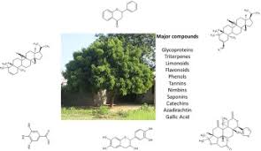 Image result for Azadirachta indica
