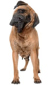 We feel confident that our puppies are well worth waiting for and so do our many owners! Bull Mastiff Training Temperament More Trainpetdog