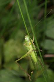 Image result for Ruspolia australis