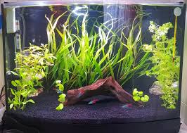 Neon Tetra Ve Lepistes Akvaryum Ici Nasil Olmali