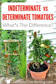 The limited growth pattern makes them ideal for container plantings or in garden areas with limited space. How To Tell Determinate Vs Indeterminate Tomatoes Get Busy Gardening
