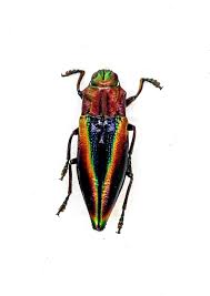 Image result for Buchnera cryptocephala