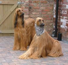 Gorgeous Afghan Hounds Afghan Hound Hound Dog Hound