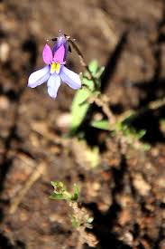 Image result for Monopsis decipiens