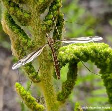 Craning for the Fliers | wondermyway