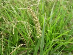 Image result for Cenchrus