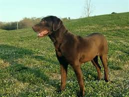 The best akc white, yellow, cream, and black lab puppies for sale in southern ca! Lab Puppies Puppies And Dogs For Sale Pets Classifieds Al Com