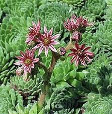 Image result for Bulbostylis hensii