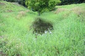 Image result for Pseudechinolaena polystachya