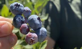 Cómo mitigar las altas temperaturas que afectan fisiológicamente a los  cultivos - Diario Frutícola