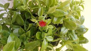 Find the best information and most relevant links on all topics related tothis domain may be for sale! Rosinha Do Sol Como Plantar Cuidar E Fazer Mudas Youtube