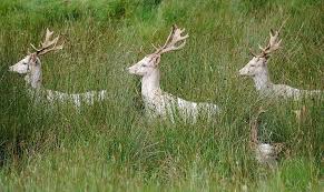 This category contains only the following file. White Fallow Bucks Animal Animal Themes Mammal Plant Grass Animal Wildlife Deer Pxfuel