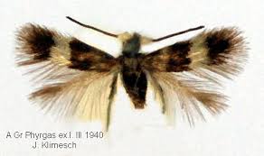 Image result for Enteucha acetosae