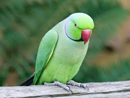 green parrot green parrot bird parrot wallpaper parrot green parrot green parrot bird