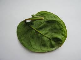 Image result for Culcasia orientalis