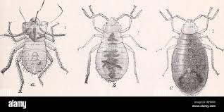 Image result for Cimex Lectularius L