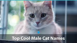 Check spelling or type a new query. Top 200 Cool Cat Names For Boy And Girl Kitties