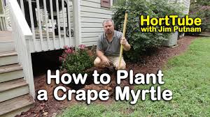 We have over 55 varieties available of miniature, dwarf, medium and standard (tree) crape myrtles. How To Plant A Crape Myrtle Planting Root Bound Trees Youtube