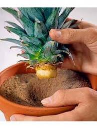 Ananas Pflanzen Selbst Vermehren Ananas Pflanzen Pflanzen Gemuse Pflanzen