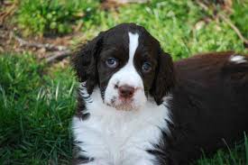 They were born on 29th september so will be ready for release shortly. English Springer Spaniel Dog Breed Information