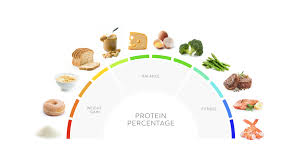 High protein diet: What it is and how to do it – Diet Doctor