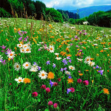 Blumenwiese 500 G Blumen Wiese Wildblumen Wiese Wildblumenwiese