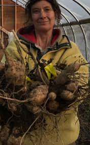 If it's too wet in the ground, they can also rot. Storing Dahlias