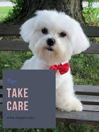 How To Take Care Of The Baby Dog Baby Dogs Dogs Puppies