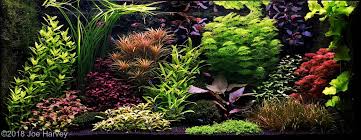 Find out how to easily set up an aquarium tank using a bonsai moss tree at bonsai driftwood! Dutch Aquarium Aquascape A Style From The 1930s Aquascaping Love