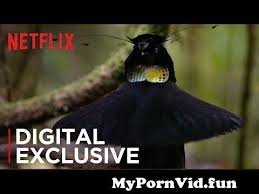 By paradisebirds katrin custom oil set hit. The Dancing Bird Of Paradise Scene From Our Planet Netflix From Katrin Paradise Birds Watch Video Mypornvid Fun