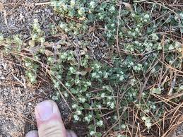 Image result for Guilleminea densa