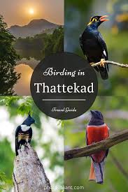 Birding In Thattekad Everything You Need To Know Photovaliant Bird Bird Aviary How To Attract Birds