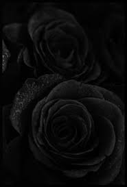 Iphone Wallpaper Black Rose Download hd apple iphone xr wallpapers best collection. iphone wallpaper black rose