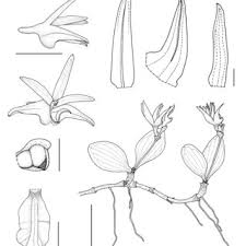 Image result for Stolzia compacta