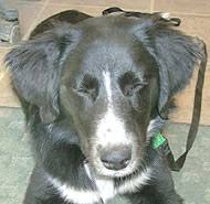 This designer dog breed comes from crossing two very traditional and popular purebred dogs. Lab Border Collie Aussie Mixed Breed Dog Online Dog Encyclopedia Dogs In Depth Com