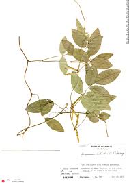 Image result for Teramnus uncinatus
