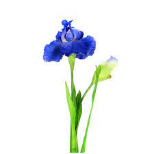 Get free shipping on qualified iris flower bulbs or buy online pick up in store today in the outdoors department. 36 Blue Artificial Iris Flower Blue Garden Flower Blue Flower Making Buy Blue Artificial Iris Flower Blue Flower Making Blue Garden Flower Product On Alibaba Com