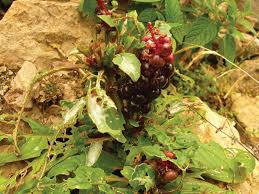 Image result for Phytolacca dodecandra