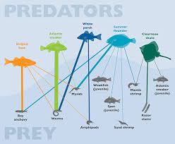 chesapeake quarterly volume 16 number 2 the predators and